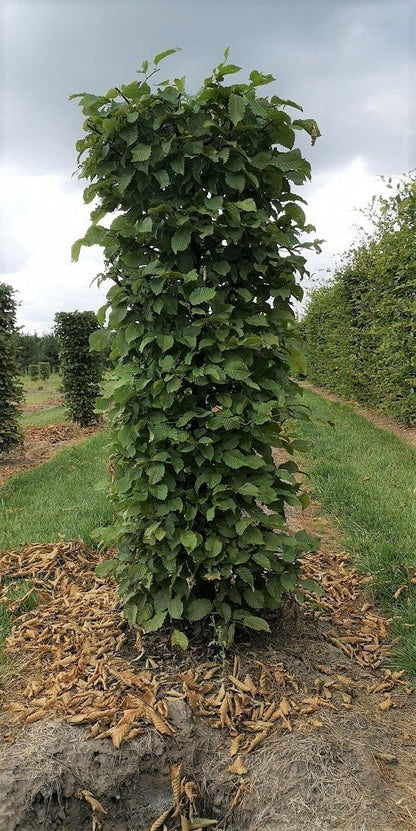  Haagbeuk Als Haagelement (Carpinus Betulus)