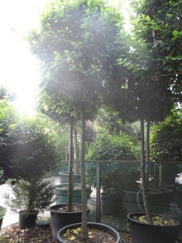  Haagbeuk In Kubusvorm (Carpinus Betulus)