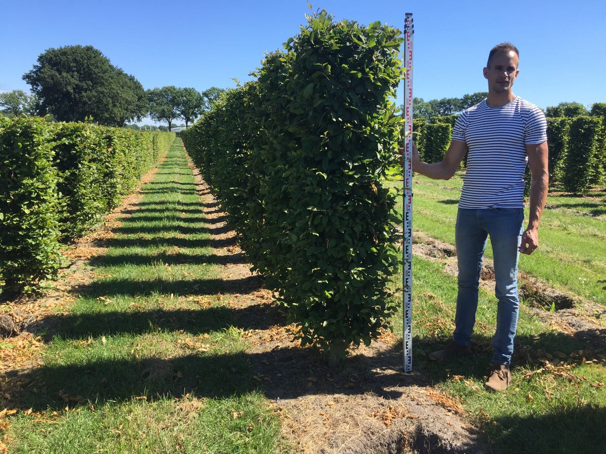  Haagbeuk Als Haagelement (Carpinus Betulus)