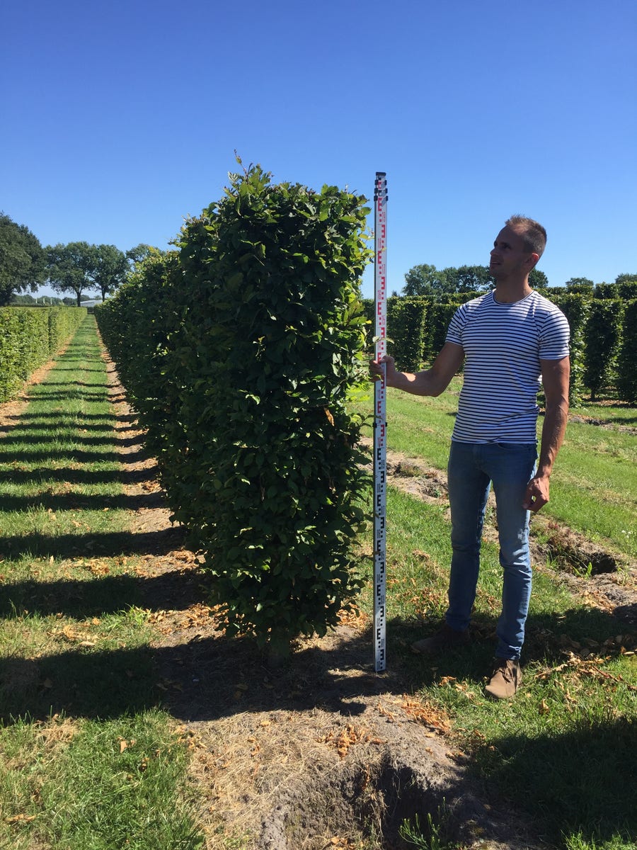  Haagbeuk Als Haagelement (Carpinus Betulus)