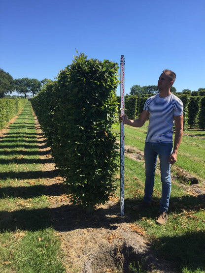  Haagbeuk Als Haagelement (Carpinus Betulus)