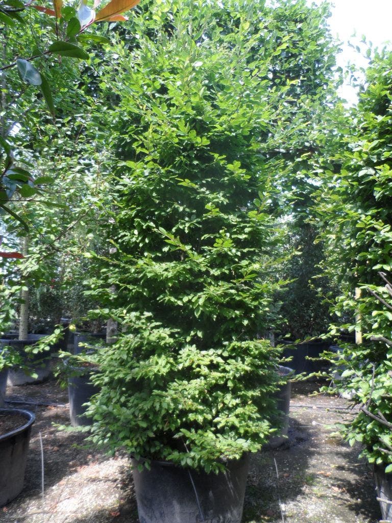  Zuilhaagbeuk (Carpinus Betulus 'A. Beeckman')