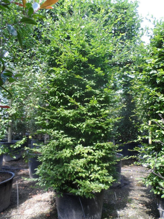  Zuilhaagbeuk (Carpinus Betulus 'A. Beeckman')