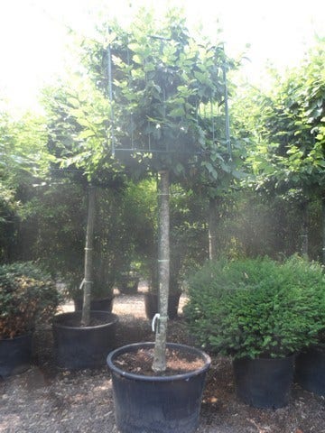  Haagbeuk In Kubusvorm (Carpinus Betulus)