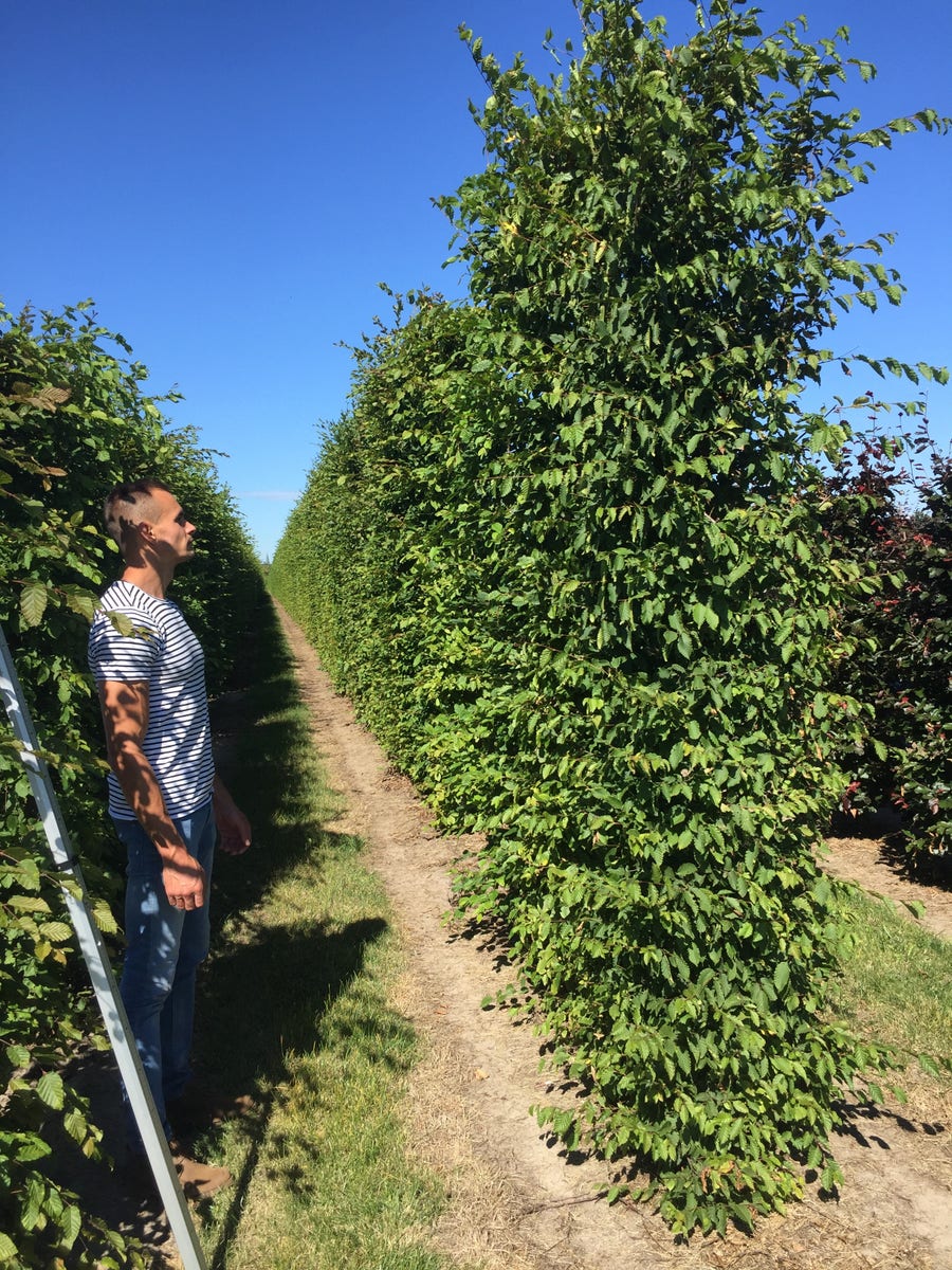  Haagbeuk Als Haagelement (Carpinus Betulus)