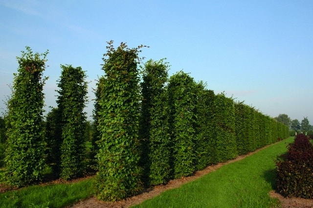  Haagbeuk Als Haagelement (Carpinus Betulus)