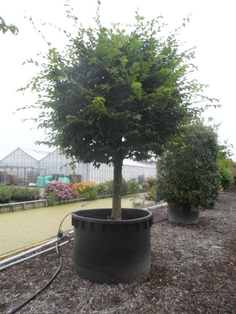  Haagbeuk Als Bolboom (Carpinus Betulus)