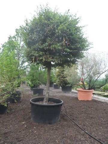  Haagbeuk Als Bolboom (Carpinus Betulus)