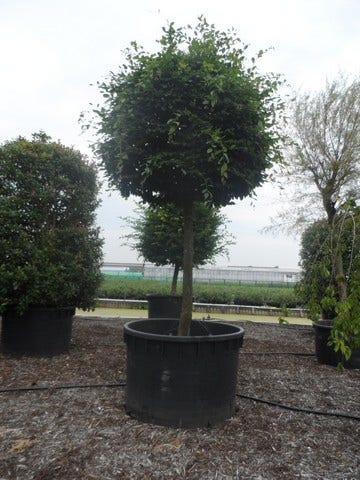  Haagbeuk Als Bolboom (Carpinus Betulus)