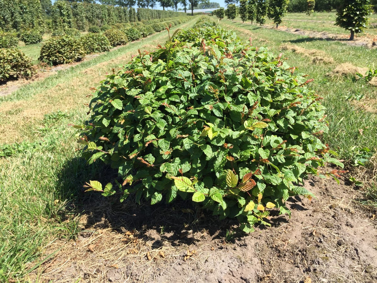  Haagbeuk Als Bolvorm (Carpinus Betulus)