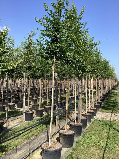  Haagbeuk Als Boom (Carpinus Betulus)