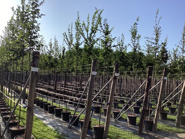 Haagbeuk Als Boom (Carpinus Betulus)