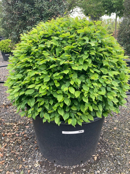  Haagbeuk Als Bolvorm (Carpinus Betulus)