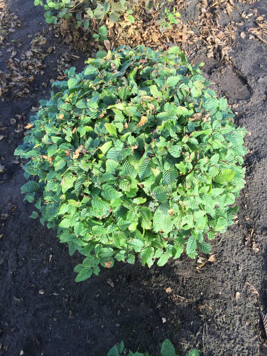  Haagbeuk Als Bolvorm (Carpinus Betulus)