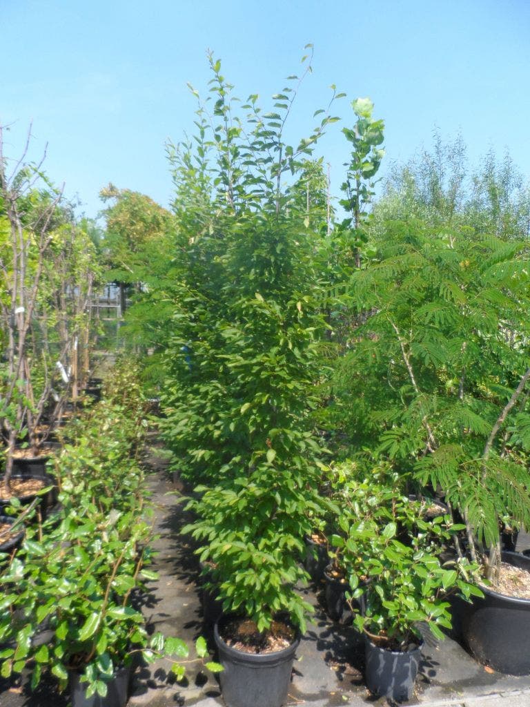  Haagbeuk (Carpinus Betulus 'Fastigiata')