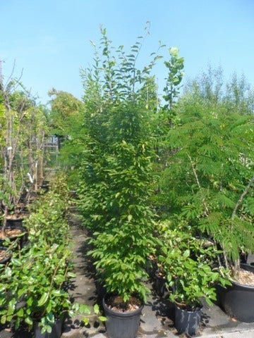  Zuilhaagbeuk (Carpinus Betulus 'Frans Fontaine')
