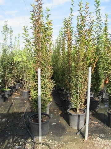  Haagbeuk (Carpinus Betulus 'Fastigiata')