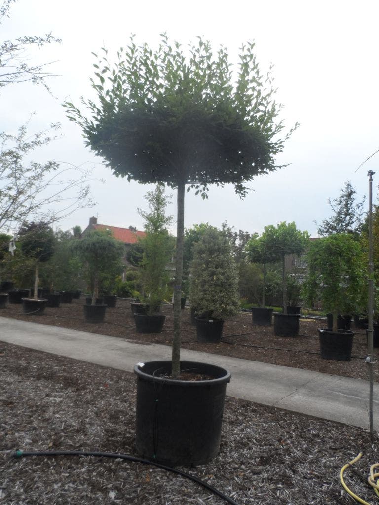  Haagbeuk Als Dakboom (Carpinus Betulus)