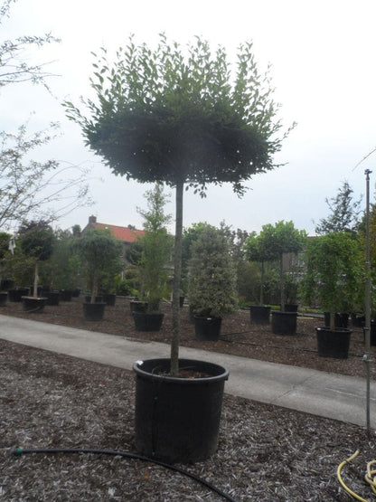  Haagbeuk Als Dakboom (Carpinus Betulus)