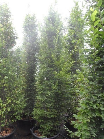  Zuilhaagbeuk (Carpinus Betulus 'Frans Fontaine')