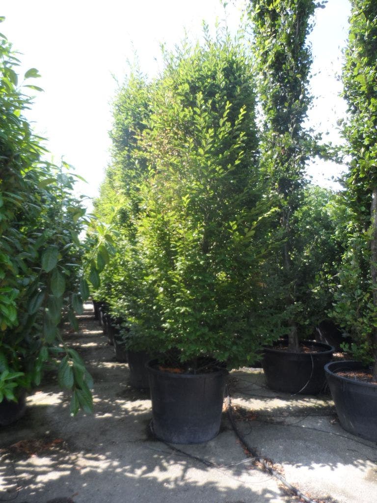  Zuilhaagbeuk (Carpinus Betulus 'A. Beeckman')