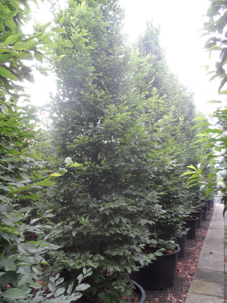  Haagbeuk Als Boom (Carpinus Betulus 'Fastigiata')