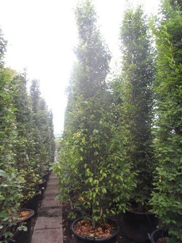 Zuilhaagbeuk (Carpinus Betulus 'Frans Fontaine')