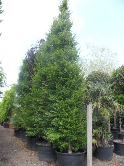  Haagbeuk (Carpinus Betulus 'Fastigiata')
