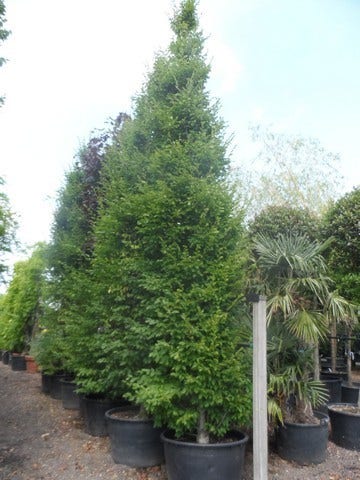  Zuilhaagbeuk (Carpinus Betulus 'Frans Fontaine')