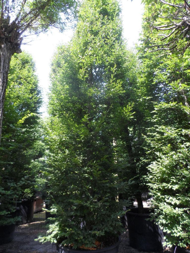  Haagbeuk (Carpinus Betulus 'Fastigiata')
