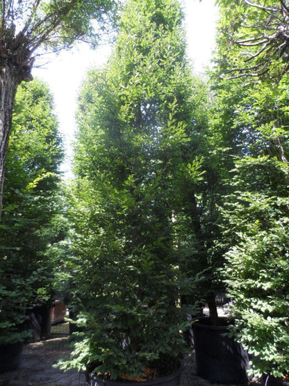  Haagbeuk (Carpinus Betulus 'Fastigiata')
