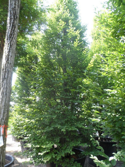  Haagbeuk (Carpinus Betulus 'Fastigiata')