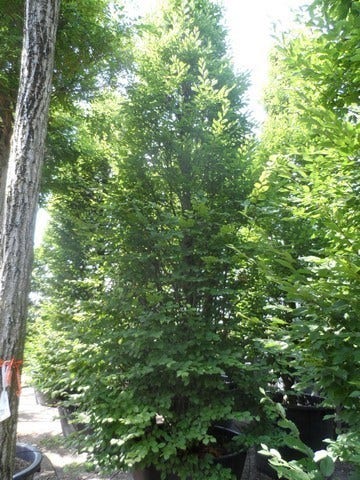  Zuilhaagbeuk (Carpinus Betulus 'Frans Fontaine')