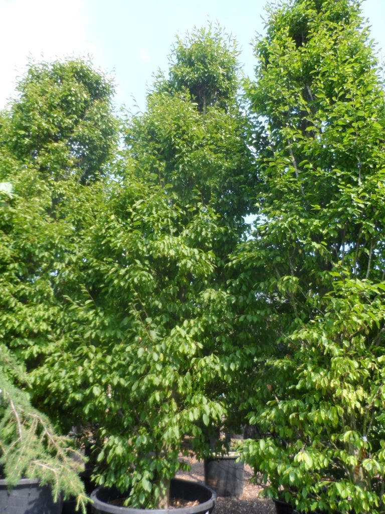  Haagbeuk (Carpinus Betulus 'Fastigiata')