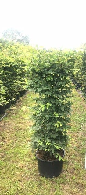  Haagbeuk Als Haagelement (Carpinus Betulus)
