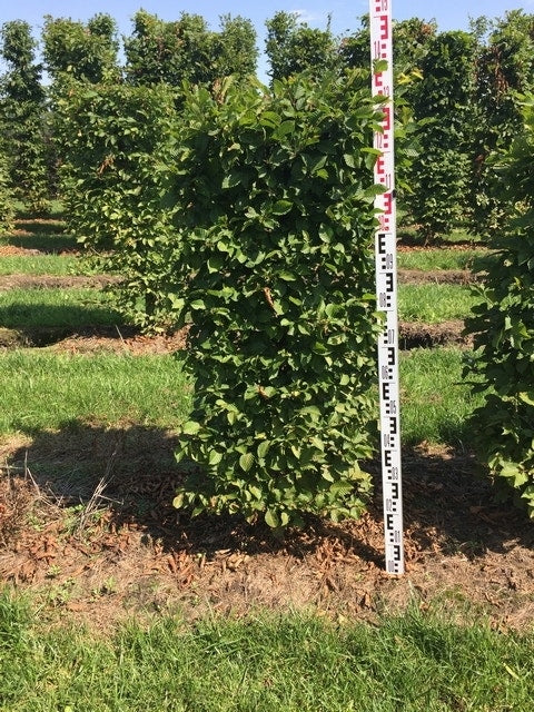  Haagbeuk Als Haagelement (Carpinus Betulus)