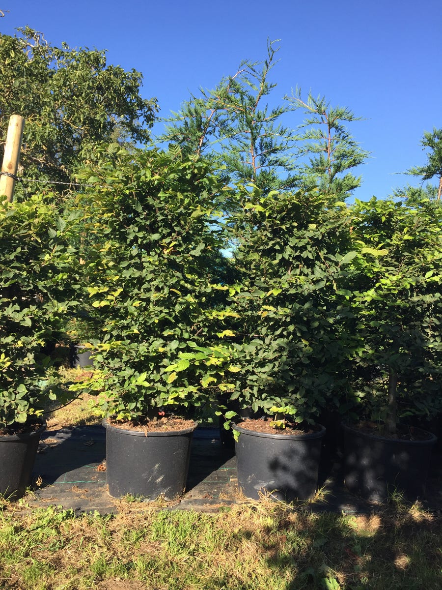 Haagbeuk Als Haagelement (Carpinus Betulus)