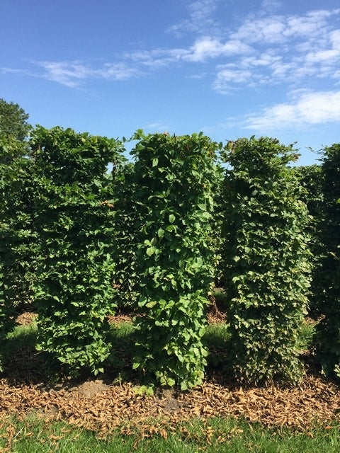  Haagbeuk Als Haagelement (Carpinus Betulus)