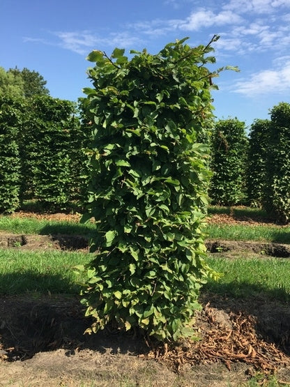  Haagbeuk Als Haagelement (Carpinus Betulus)