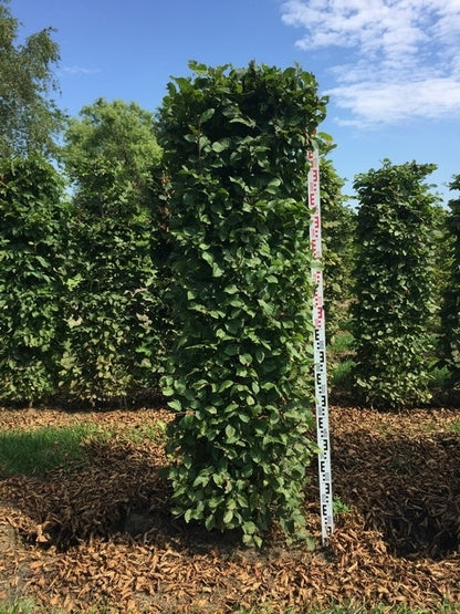  Haagbeuk Als Haagelement (Carpinus Betulus)