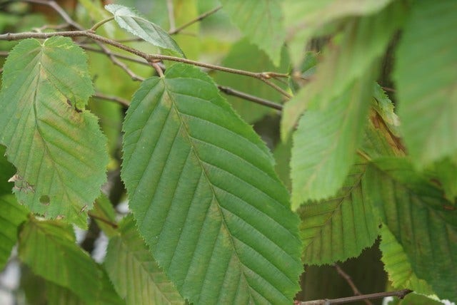  Haagbeuk (Carpinus Betulus)