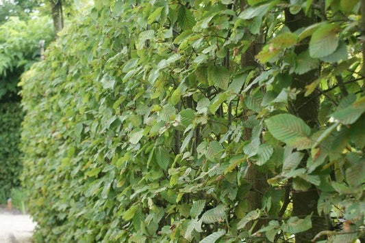  Haagbeuk (Carpinus Betulus)