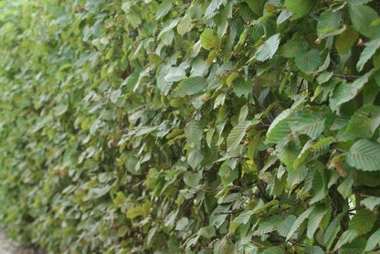  Haagbeuk (Carpinus Betulus)