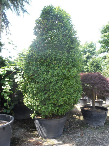  Haagbeuk (Carpinus Betulus 'Monumentalis')