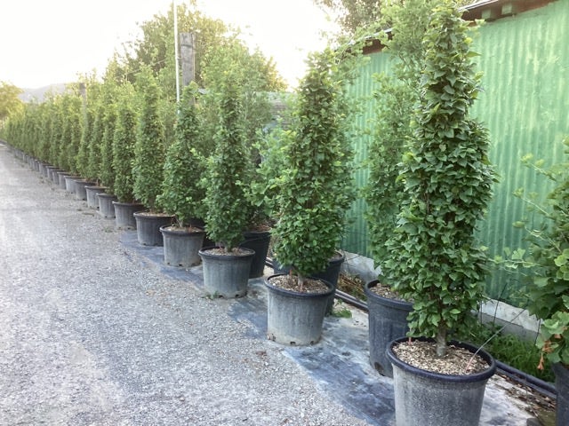  Haagbeuk (Carpinus Betulus 'Monumentalis')