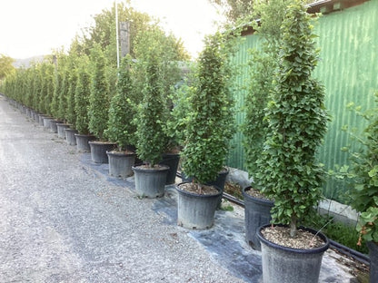  Haagbeuk (Carpinus Betulus 'Monumentalis')