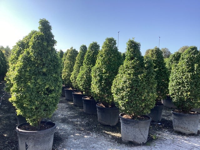  Haagbeuk (Carpinus Betulus 'Monumentalis')