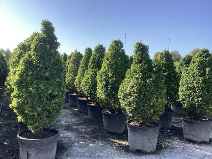  Haagbeuk (Carpinus Betulus 'Monumentalis')