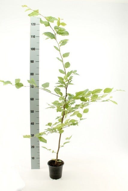  Haagbeuk (Carpinus Betulus)