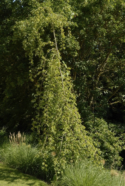  Treurhaagbeuk (Carpinus Betulus 'Pendula')